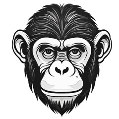 Fototapeta premium Chimpanzee vector
