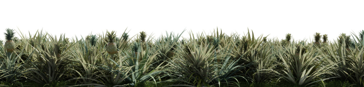 a pineapple field on a transparent background - 3D Illustration