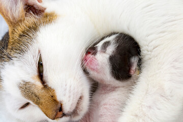 Mother cat and baby cat