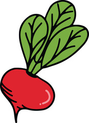Radish drawing isolated