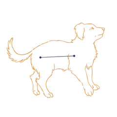 Constellation Petit Chien