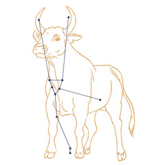 Constellation Tauraeu © Claire