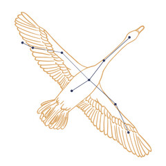 Constellation Cygne © Claire