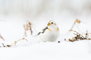 Snow bunting (Plectrophenax nivalis) sitting in the snow in early spring.