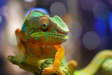 Obraz premium chameleon on a branch