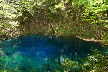 青池。白神山地、十二湖のある神秘の池。深浦、青森、日本。５月上旬。