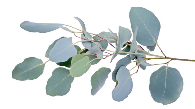 Branches of eucalyptus popular decorative element for home events due to their natural beauty and versatility wedding. A branch of eucalyptus typically consists of several slender stems with elongated