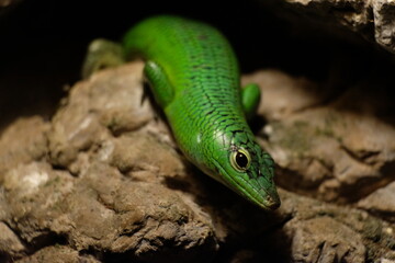 green lizard on a stone