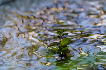 Green plant protruding into moving water with light reflections