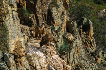Griffon vultures' nest on granite rock against a backdrop of trees and green plants