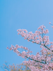 青空と桜