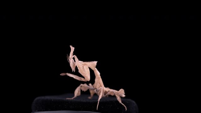 Insecta praying mantis Phyllocrania paradoxa from family Hymenopodidae close-up. You can see his fighting stance and the movement of antennas.