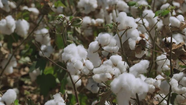 Cotton flowers bloomed and cotton fibers blowed out in summer.