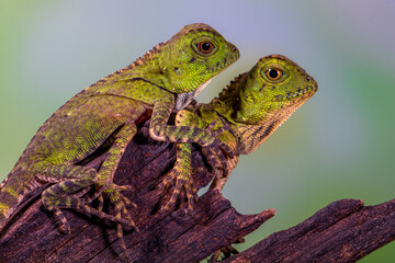 Borneo Forest Dragon (Gonocephalus bornensis)