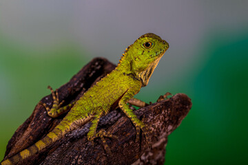 Borneo Forest Dragon (Gonocephalus bornensis)