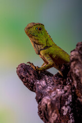 Borneo Forest Dragon (Gonocephalus bornensis)