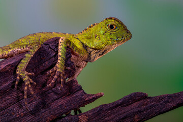 Borneo Forest Dragon (Gonocephalus bornensis)