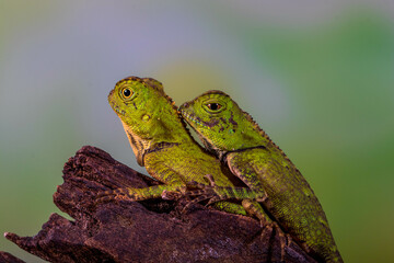 Borneo Forest Dragon (Gonocephalus bornensis)