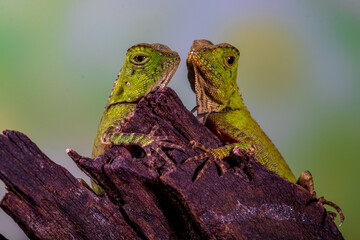 Borneo Forest Dragon (Gonocephalus bornensis)