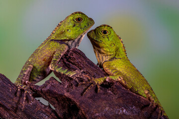 Borneo Forest Dragon (Gonocephalus bornensis)