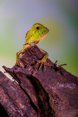 Borneo Forest Dragon (Gonocephalus bornensis)