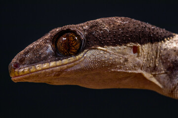 Bent-toed Geckos (Genus Cyrtodactylus)