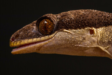 Bent-toed Geckos (Genus Cyrtodactylus)