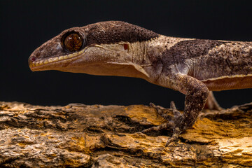 Bent-toed Geckos (Genus Cyrtodactylus)