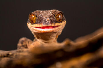 Bent-toed Geckos (Genus Cyrtodactylus)