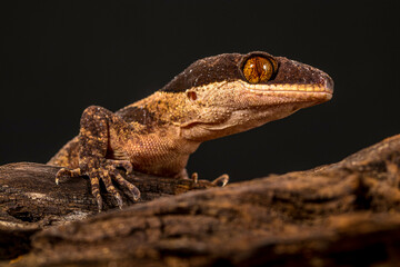 Bent-toed Geckos (Genus Cyrtodactylus)