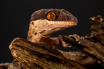 Bent-toed Geckos (Genus Cyrtodactylus)