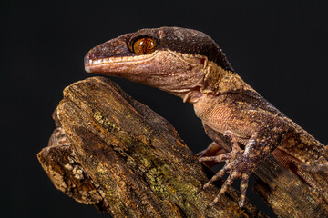Bent-toed Geckos (Genus Cyrtodactylus)