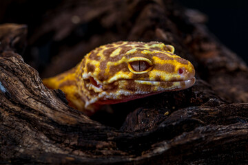 The leopard gecko or common leopard gecko (Eublepharis macularius)