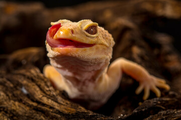 The leopard gecko or common leopard gecko (Eublepharis macularius)
