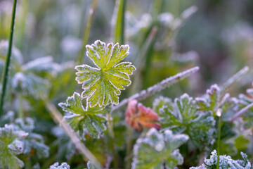 Four-leafed green flower in the foreground with traces of frost and dawn dew