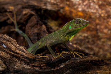 Bronchocela jubata, commonly known as the maned forest lizard, is a species of agamid lizard found mainly in Indonesia