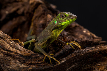 Bronchocela jubata, commonly known as the maned forest lizard, is a species of agamid lizard found mainly in Indonesia