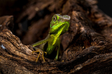 Bronchocela jubata, commonly known as the maned forest lizard, is a species of agamid lizard found mainly in Indonesia