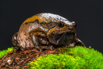 The banded bullfrog (Kaloula pulchra) is a species of frog in the narrow-mouthed frog family Microhylidae. Native to Southeast Asia, it is also known as the Asian painted frog, digging frog, Malaysian