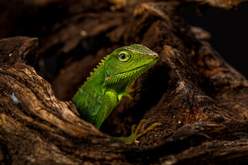 Bronchocela jubata, commonly known as the maned forest lizard, is a species of agamid lizard found mainly in Indonesia