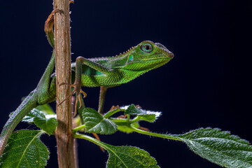 Bronchocela jubata, commonly known as the maned forest lizard, is a species of agamid lizard found mainly in Indonesia