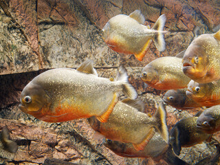 Closeup underwater of red Piranha in aquarium