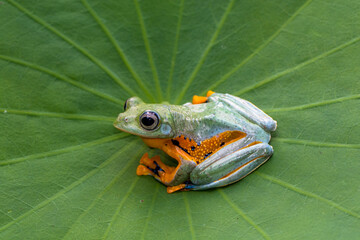 Wallace's flying frog (Rhacophorus nigropalmatus), also known as the gliding frog