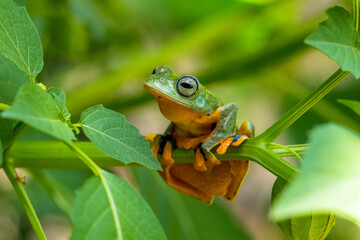Wallace's flying frog (Rhacophorus nigropalmatus), also known as the gliding frog