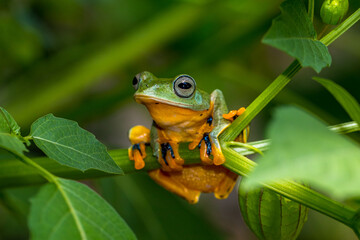 Wallace's flying frog (Rhacophorus nigropalmatus), also known as the gliding frog
