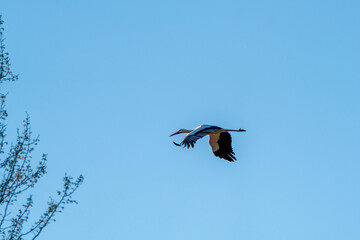 Black and white stork flying over tree branches with blue sky in the background