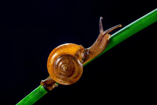 Macrochlamys indica or the horntail snail is a species of air-breathing land snail, a terrestrial pulmonate gastropod mollusk, in the family Ariophantidae