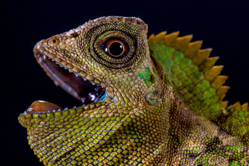 Gonocephalus chamaeleontinus, the chameleon forest dragon or chameleon anglehead lizard, is a species of agamid lizard from Indonesia and Malaysia
