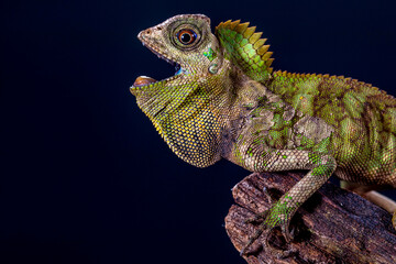 Gonocephalus chamaeleontinus, the chameleon forest dragon or chameleon anglehead lizard, is a species of agamid lizard from Indonesia and Malaysia