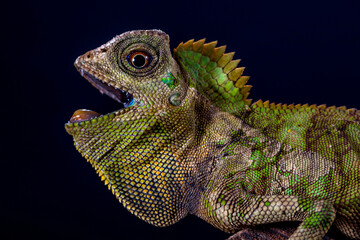 Gonocephalus chamaeleontinus, the chameleon forest dragon or chameleon anglehead lizard, is a species of agamid lizard from Indonesia and Malaysia